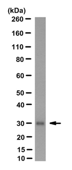 MilliporeSigma anti-CD99 Clone: O662, 100&mu;g, Unlabeled:Antibodies, Monoclonal